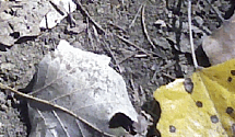 Autumn leaves